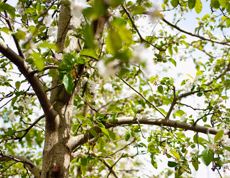 apfelbaum