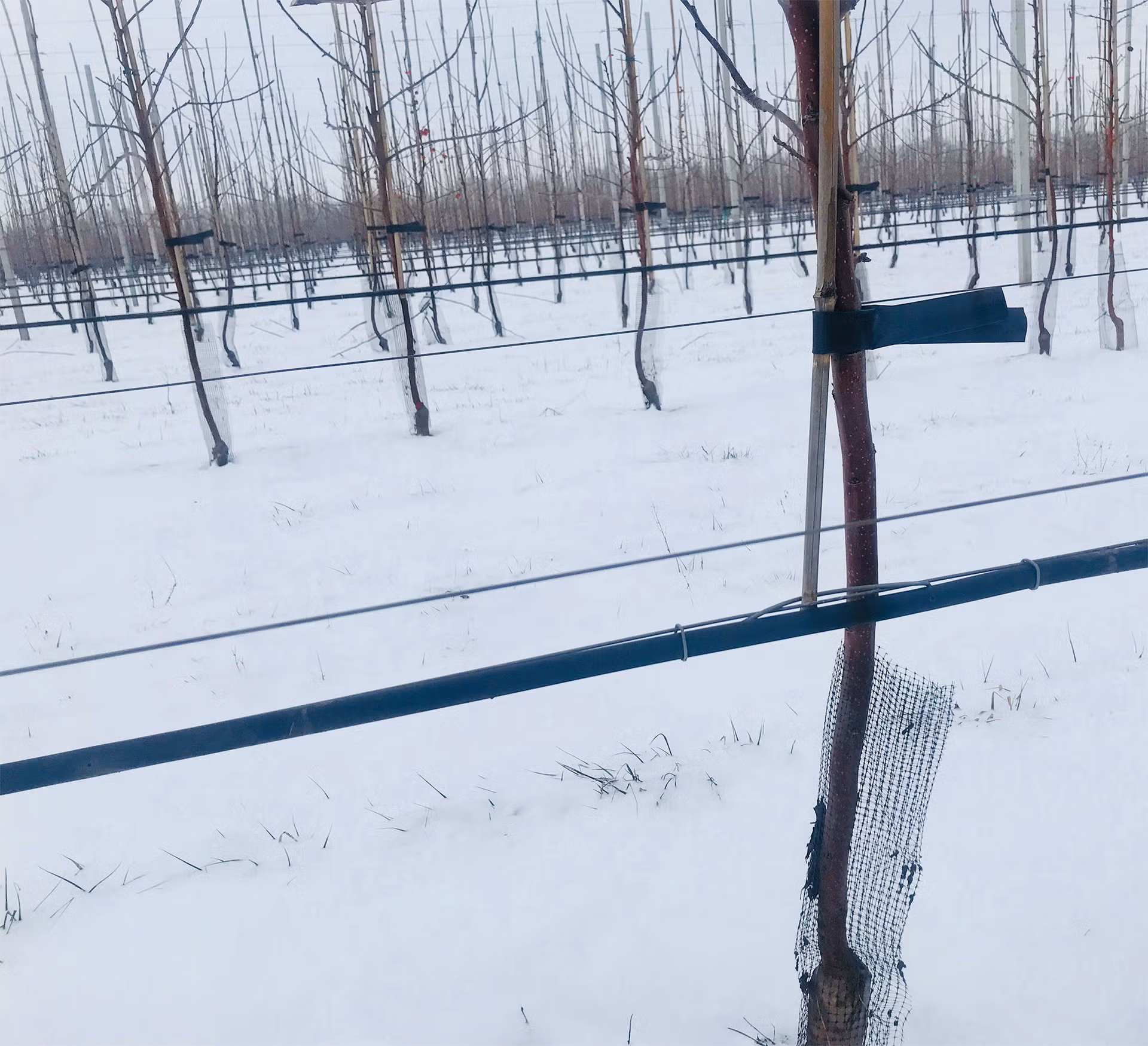 winter