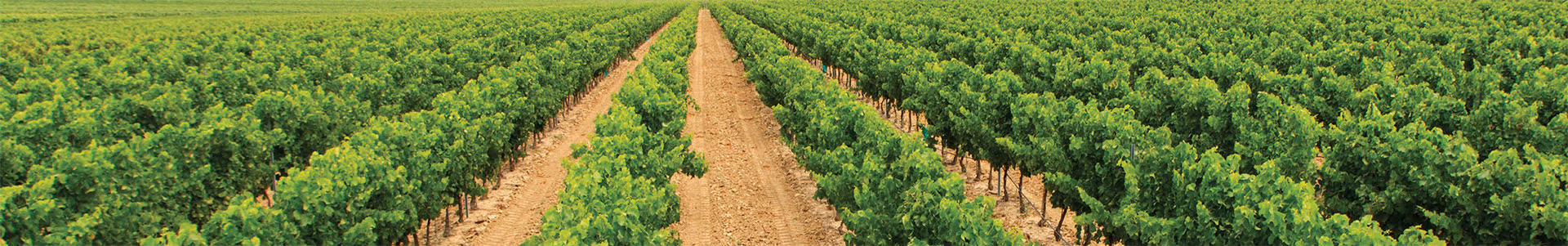 wein 1
