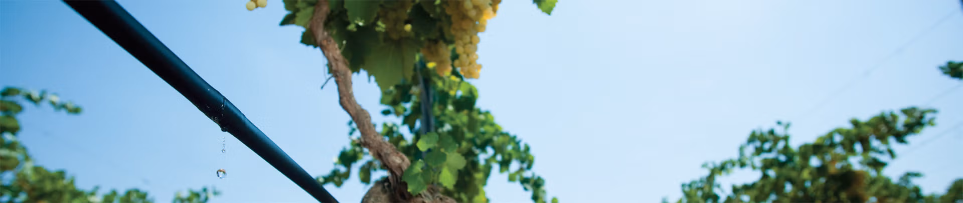 wein 4