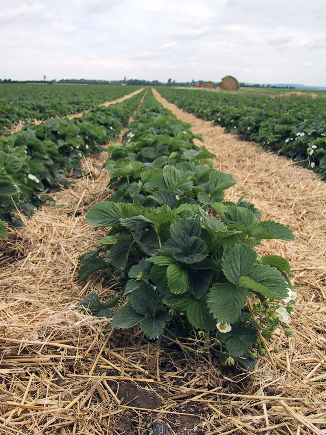 Erdbeeren